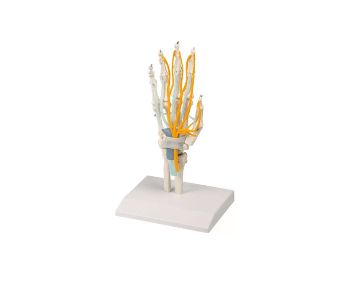 Hand mit Sehnen, Nerven und Karpaltunnel – funktionelles Modell zur Veranschaulichung anatomischer Strukturen der Hand - Erler - Zimmer